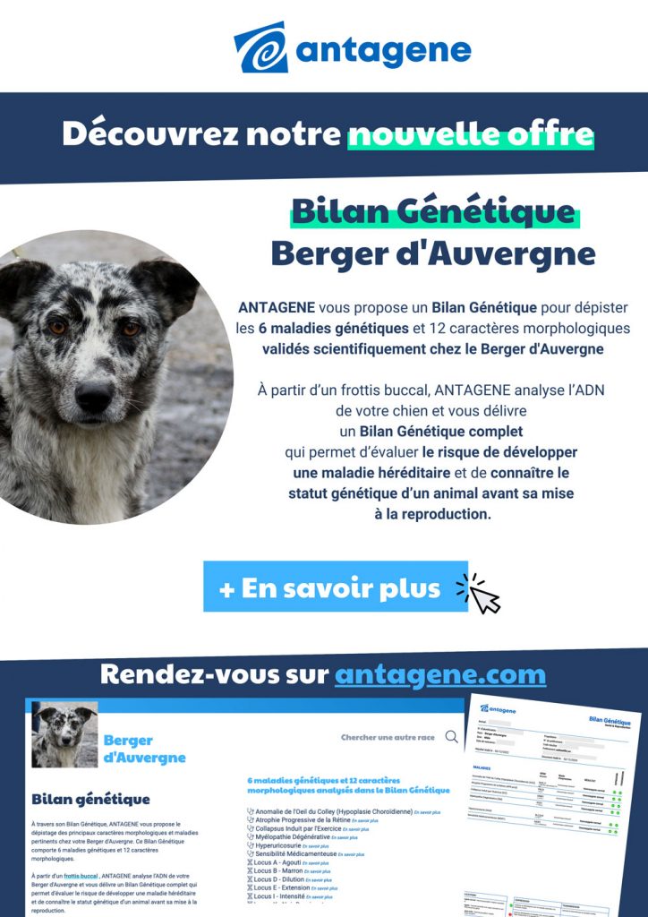 Offre Bilan génétique Antagene chien de berger d'Auvergne