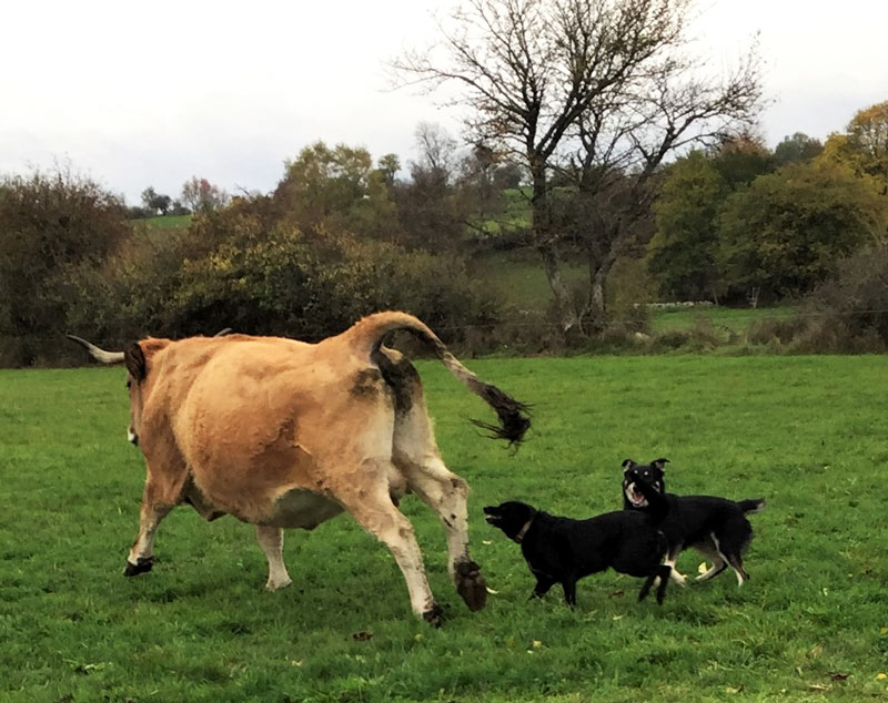 2 chiens poursuivent une vache