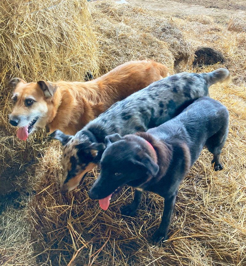 3 chiens de berger d'Auvergne dans une étable