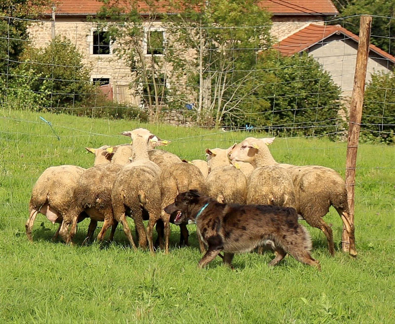 chien poursuivant un troupeau de moutons